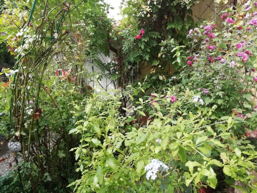  - Grădina 2020 continuare 2