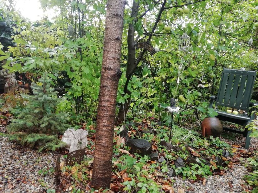  - Grădina 2020 continuare 2