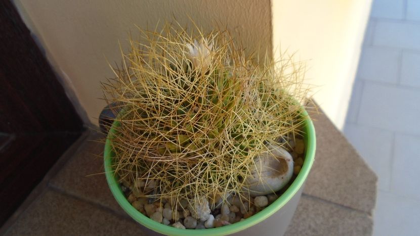 Mammillaria decipiens ssp. camptotricha - Cactusi 2020 evolutie vara bis