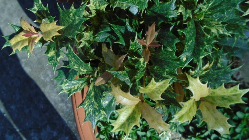 Osmanthus heterophyllus - r Vara 2020-2021-2022-2023