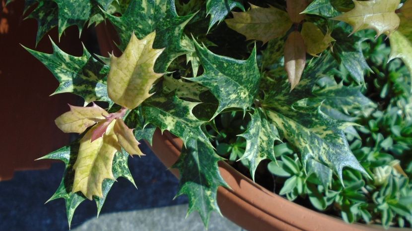 Osmanthus heterophyllus - r Vara 2020-2021-2022-2023