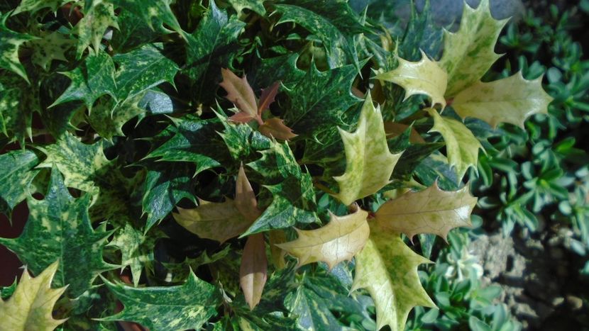 Osmanthus heterophyllus - r Vara 2020-2021-2022-2023