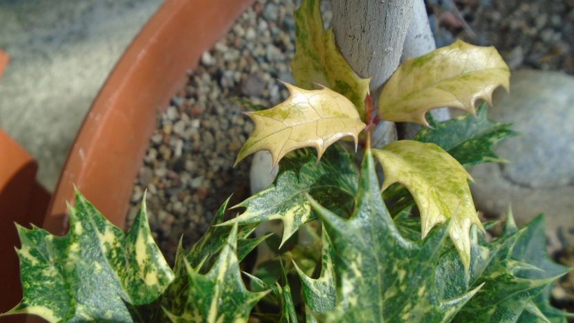 Osmanthus heterophyllus - r Vara 2020-2021-2022-2023