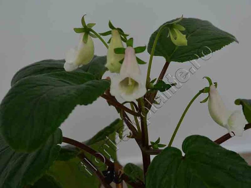 Sinningia Luci s Moonstone - GLOXINIA-SINNINGIA _COLECTIA 2020_2024