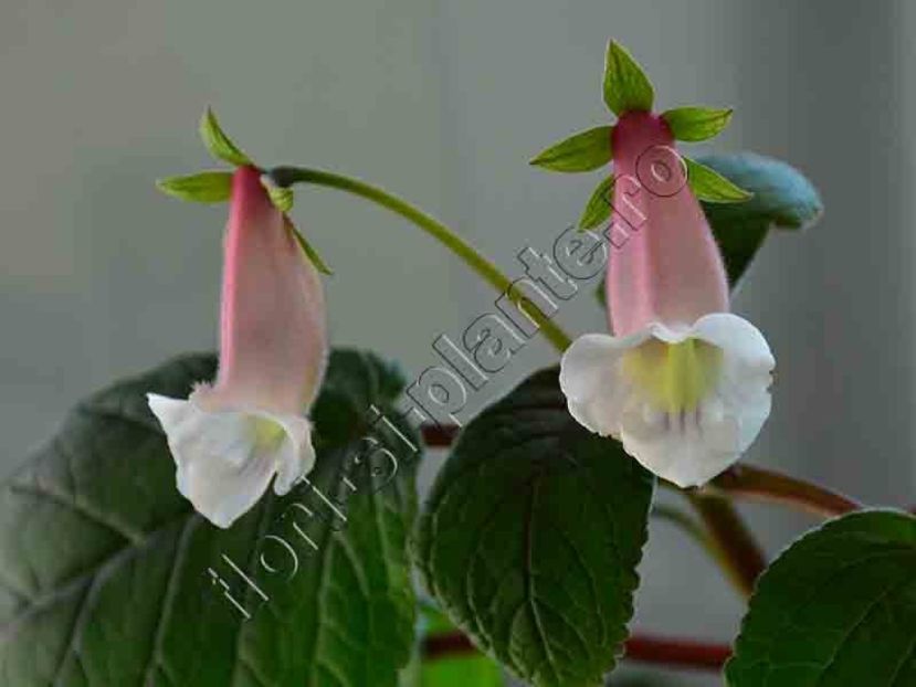 Sinningia Luci s Pink cloud II - GLOXINIA-SINNINGIA _COLECTIA 2020_2024