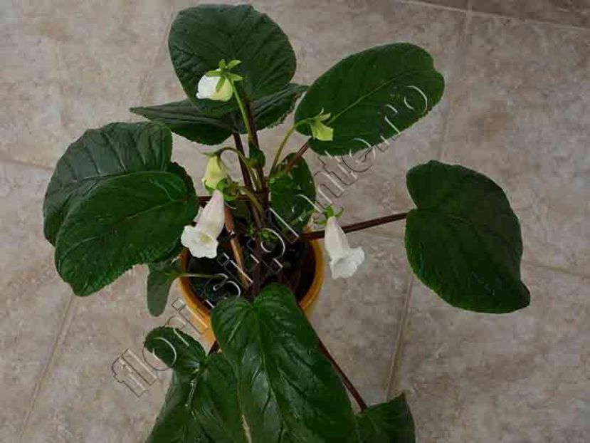 Sinningia Luci s Moonstone - GLOXINIA-SINNINGIA _COLECTIA 2020_2024