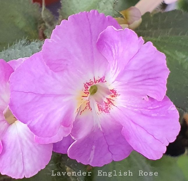  - Lavender English Rose