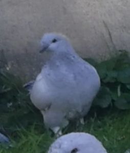 PL20-JRS 48 - g- MLODE-2020 - Youth