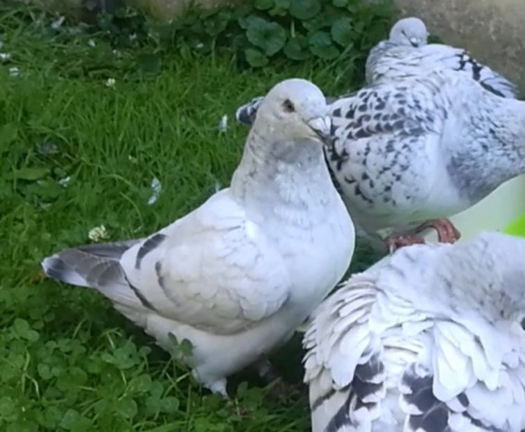 PL20-JRS 24 (M.) Archiwum - g- MLODE-2020 - Youth