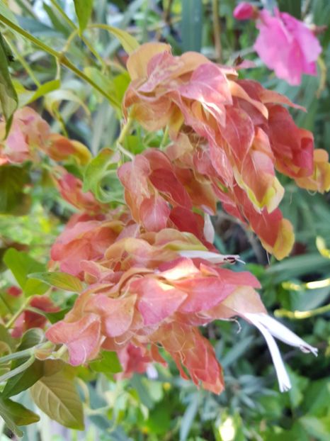 Floare crevete - Alte flori