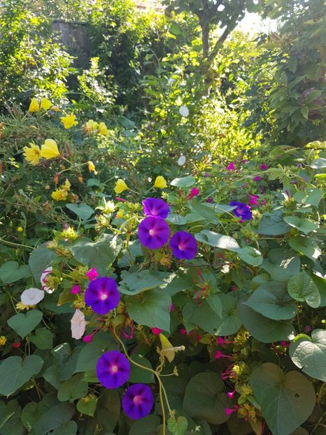  - Alte flori