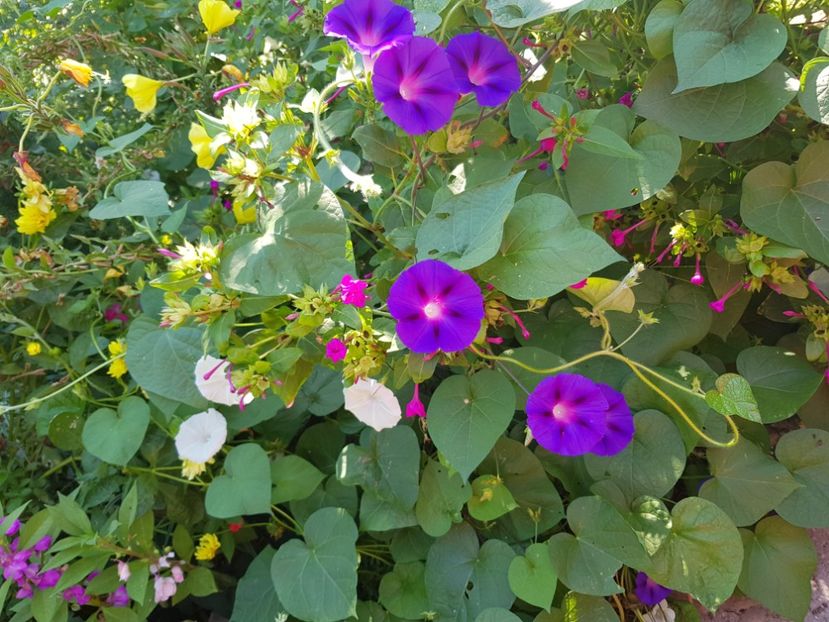  - Alte flori