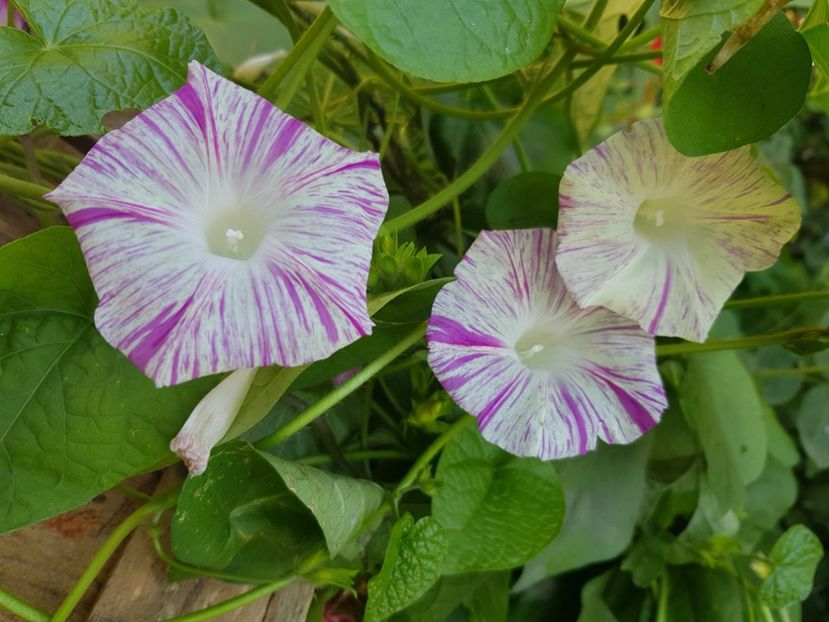  - Alte flori
