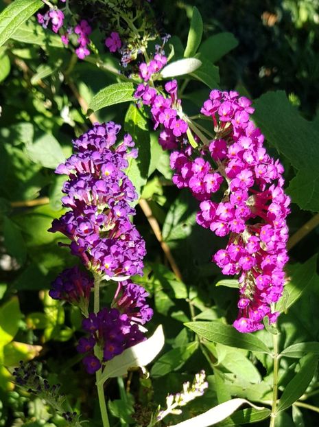 Liliac de vara - Alte flori