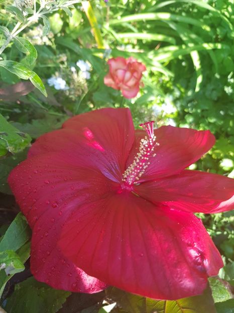  - Alte flori