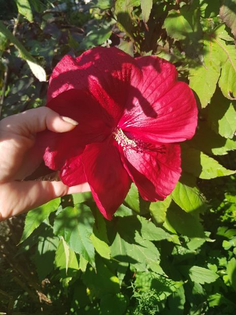  - Alte flori