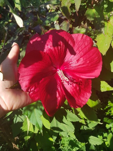  - Alte flori