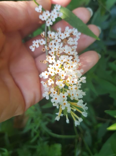  - Alte flori