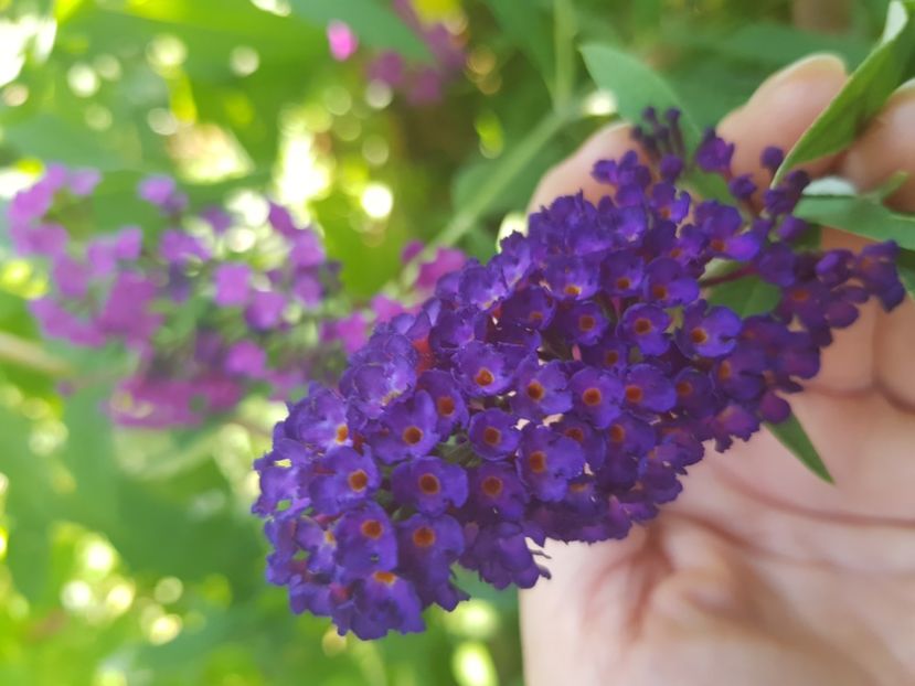  - Alte flori