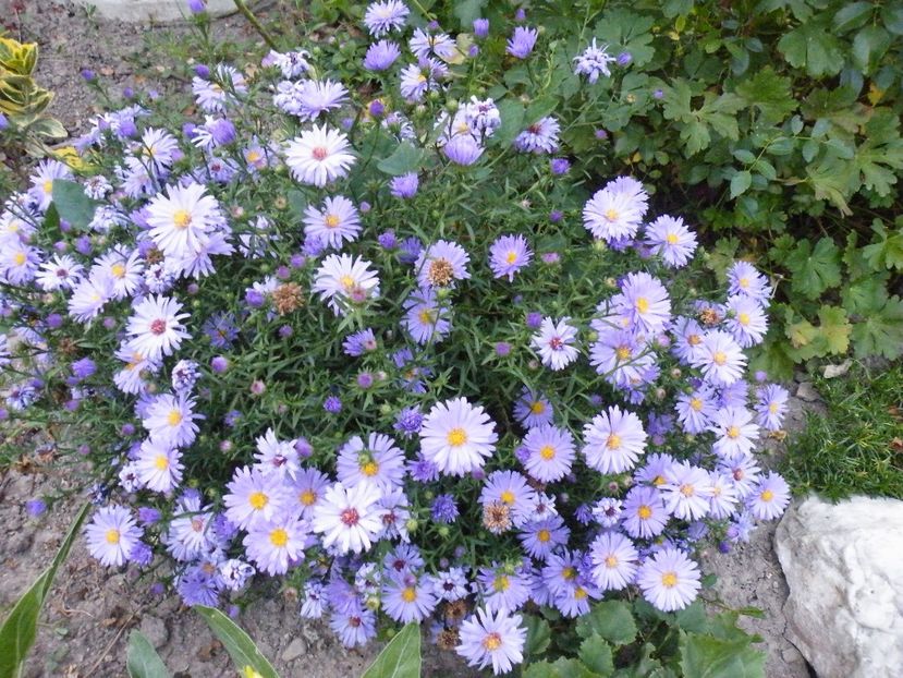 aster lady in blue - 2020