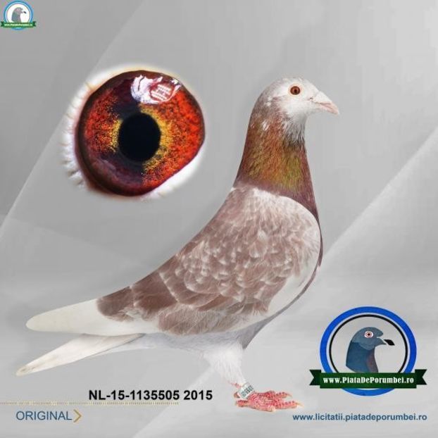  - Porumbei super top 2020 achizitii