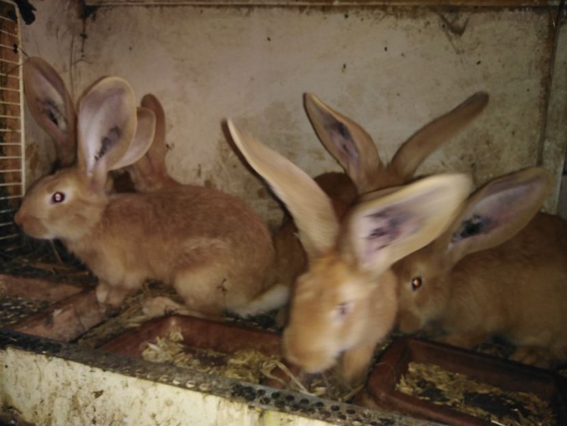  - Vind pui ug galben