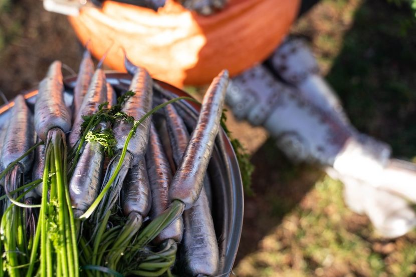 Masked Singer - Masked Singer 2020-Prezent