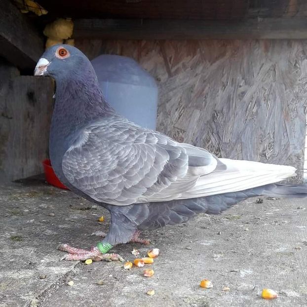  - NU AMI APARTIN 2020