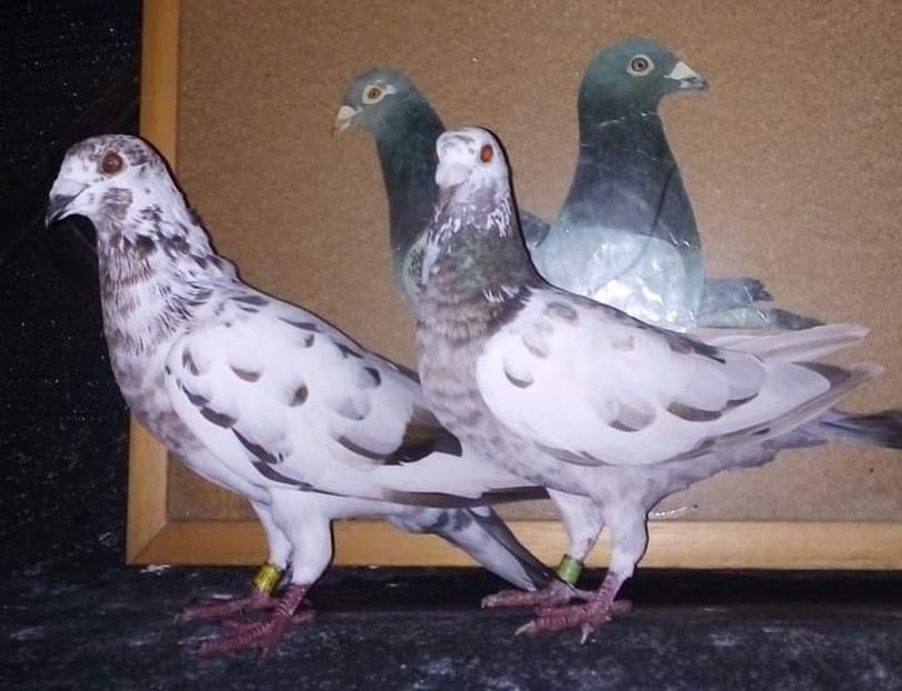  - NU AMI APARTIN 2020