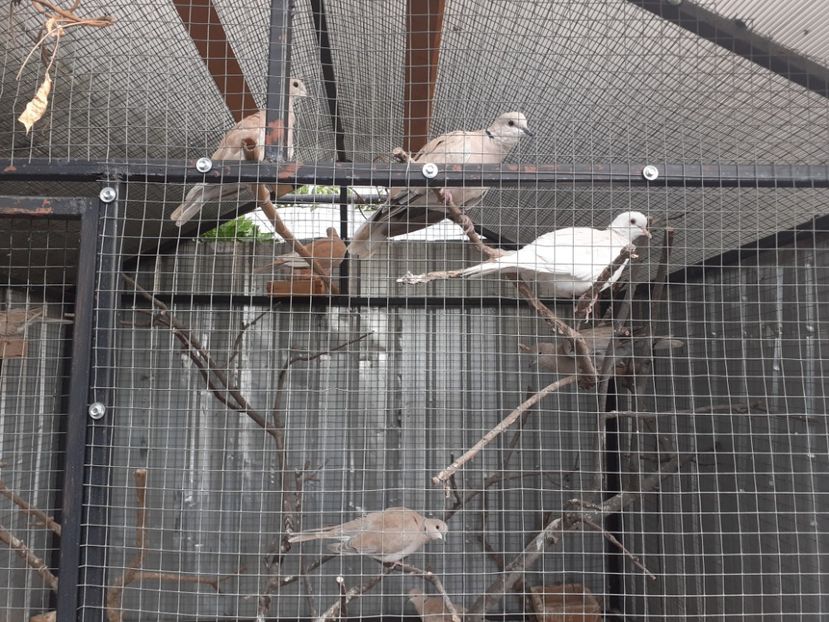  - Noua volieră ptr turturele rizătoare