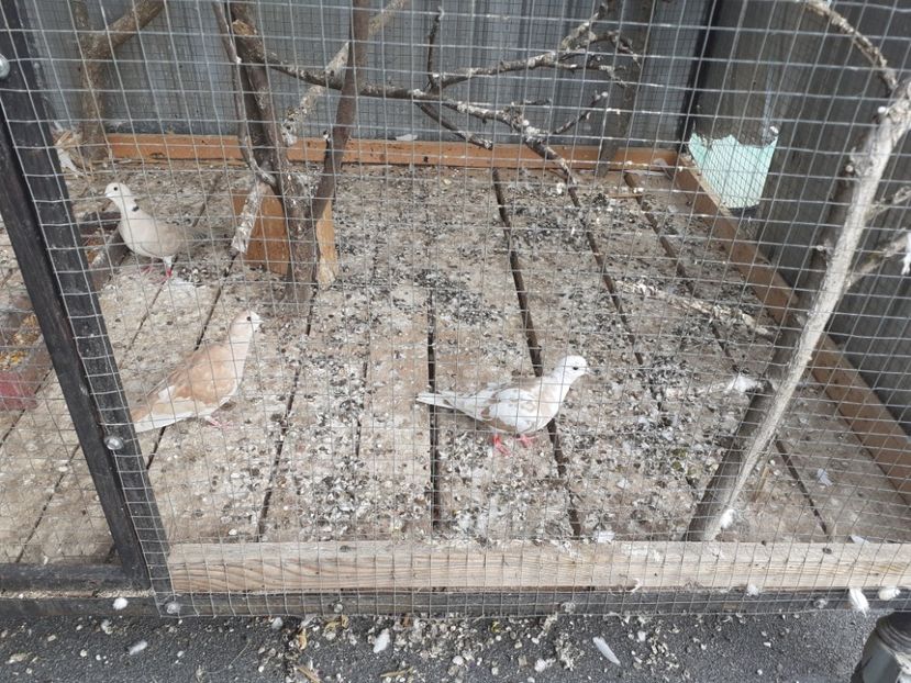  - Noua volieră ptr turturele rizătoare