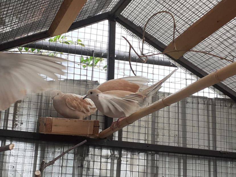  - Noua volieră ptr turturele rizătoare