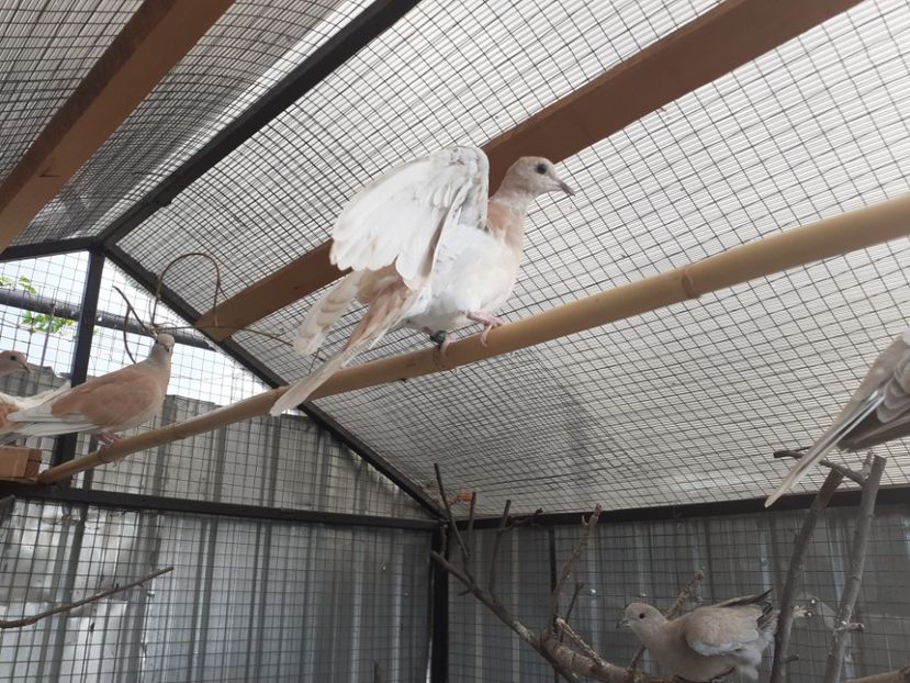  - Noua volieră ptr turturele rizătoare