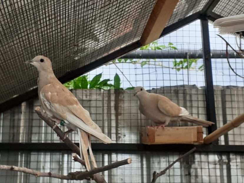  - Noua volieră ptr turturele rizătoare