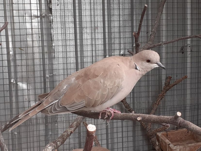  - Noua volieră ptr turturele rizătoare