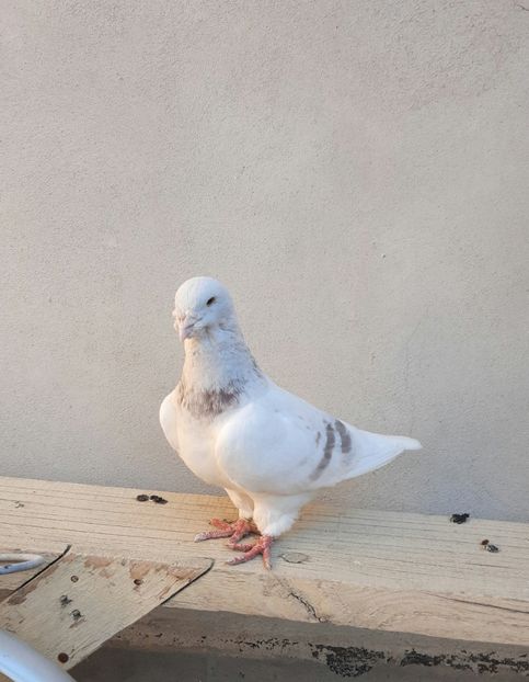  - porumbei ---- 2015