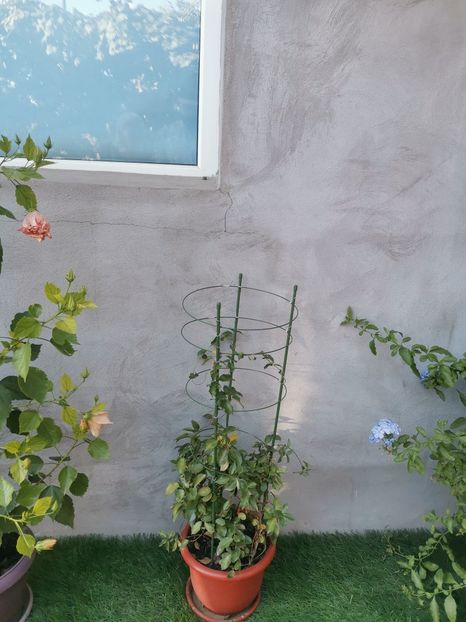  - Din gradina