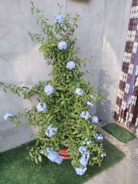  - Din gradina