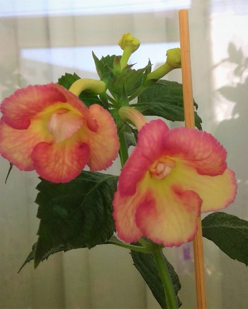  - 0000 ACHIMENES