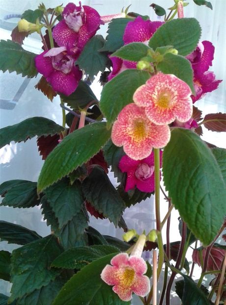  - achimenes werner 2020