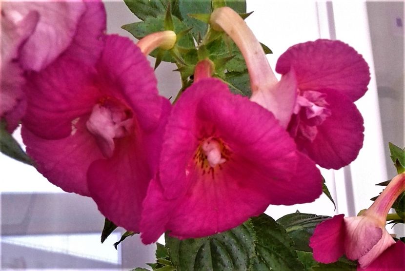  - Achimenes Nia 2020