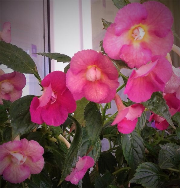  - Achimenes Nia 2020