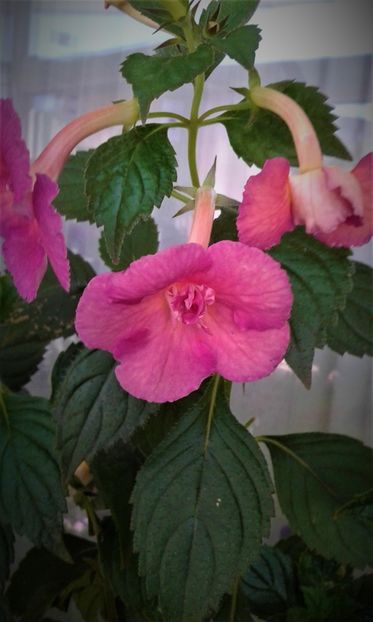  - Achimenes Nia 2020