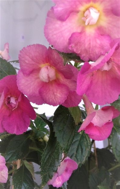  - Achimenes Nia 2020