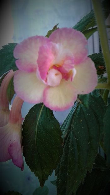  - Achimenes Nia 2020