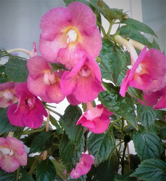  - Achimenes Nia 2020