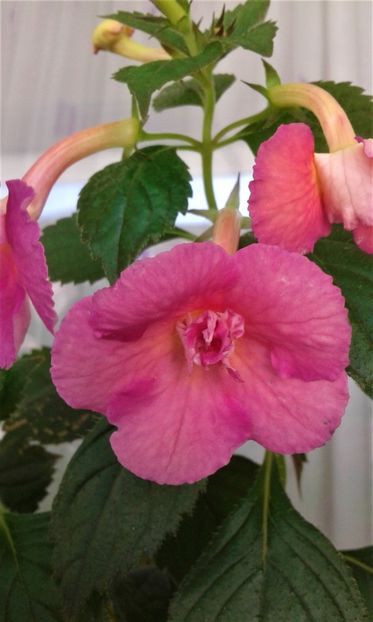  - Achimenes Nia 2020