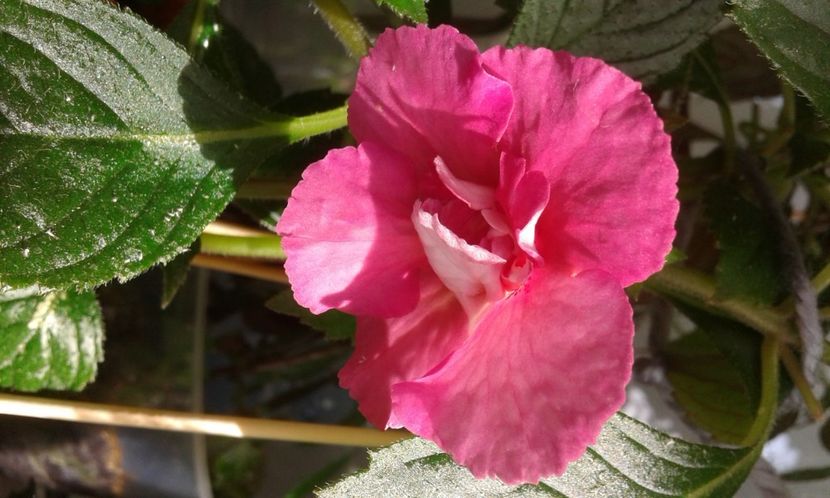  - Achimenes Nia 2020