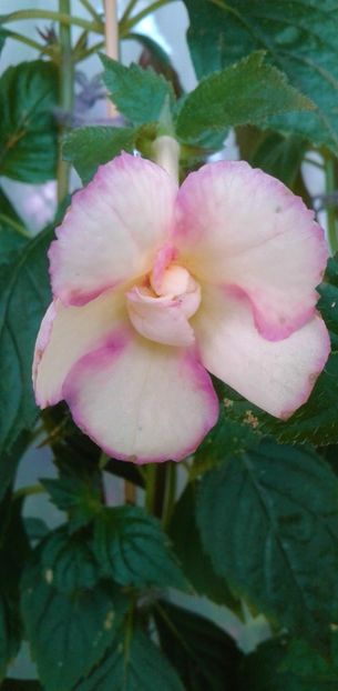  - Achimenes Nia 2020