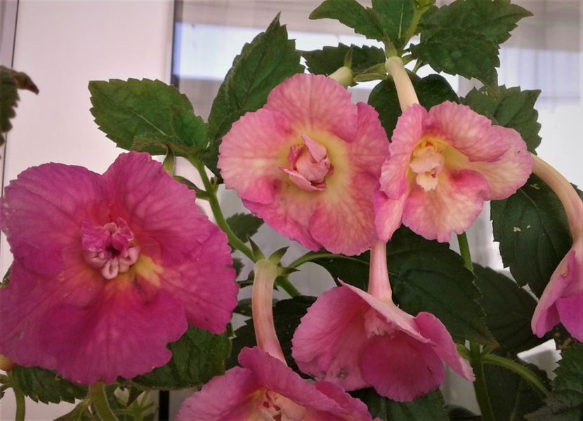  - Achimenes Nia 2020